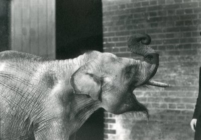 Baby-Asiatischer Elefant mit Wärter, Londoner Zoo, November 1915. Der Elefant trägt ein Armband um seinen Rüssel. von Frederick William Bond